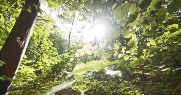 Disparo de bajo ángulo de exuberantes hojas de bosque verde contra el haz de luz del sol brillante — Vídeos de Stock