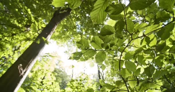 Cielos soleados brillantes y primer plano de árboles de la rama del árbol de haya — Vídeos de Stock