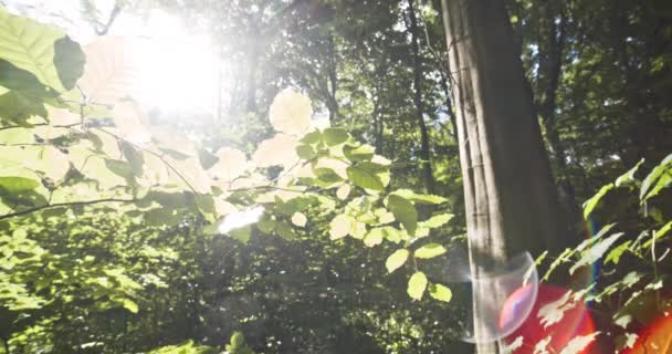 Lugnt Skogsblad och ljus sol bländning i bakgrunden — Stockvideo