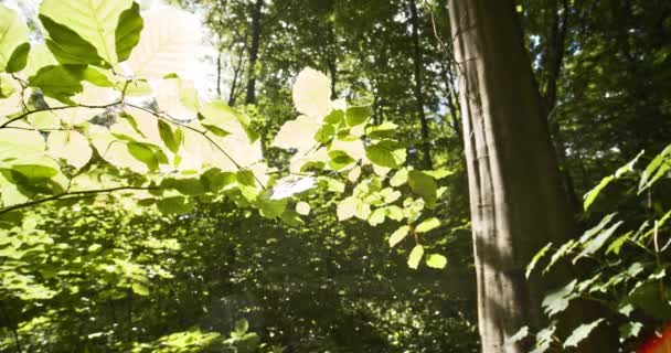 Tiro de Bosque Mágico con Luz Brillante de Sol Brillando desde Arriba — Vídeo de stock