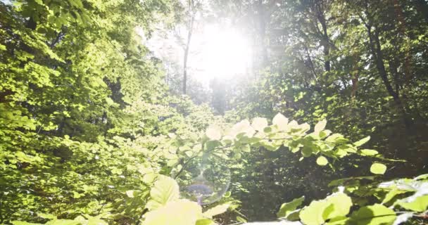 Brilho ensolarado brilhando através das árvores da floresta de faia — Vídeo de Stock