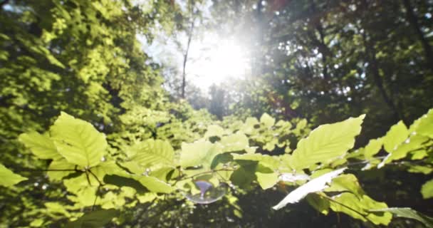 Hojas de Haya Hoja Verde y Deslumbramiento del Sol en Fondo — Vídeo de stock