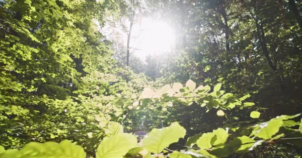 Sinal de sol entre árvores de faia na floresta — Vídeo de Stock