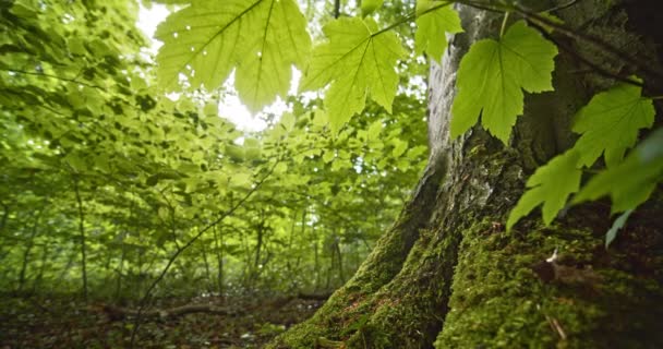 Яркий фон Небо и Мосс на корнях деревьев в Буковом лесу — стоковое видео