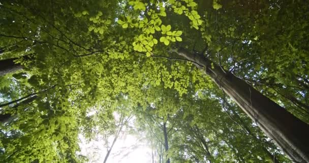 Обильные лесные деревья и солнечный свет, подглядывающий через ветви — стоковое видео