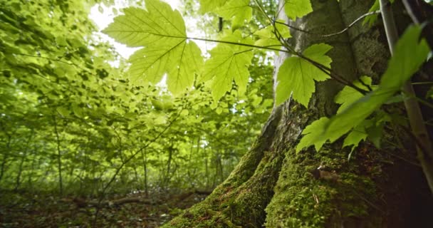 Vecchio tronco d'albero con radici e muschio contro cielo sereno e soleggiato — Video Stock