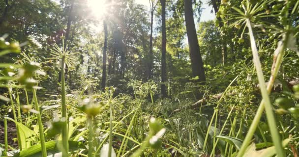 Tall Tree Trunks en zaailingen in het weelderige bos en de zon schitteren op de achtergrond — Stockvideo