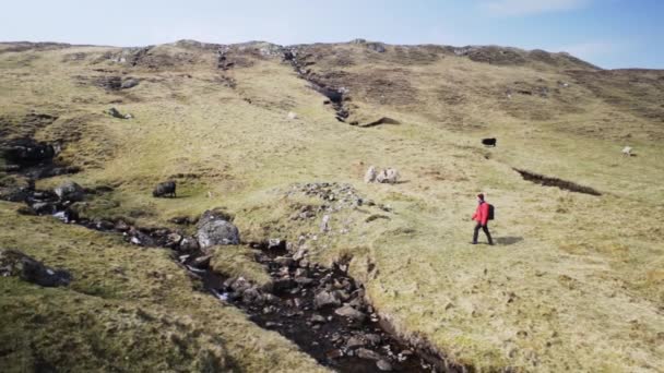 Чоловічий мандрівник, який ходить на полях трави з потоком у центрі сонячного дня — стокове відео