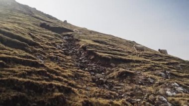 Arkaplanda Temiz Gökyüzü Görünümü olan Bir Çarşaf Yürüme Grubu