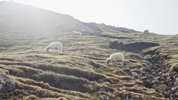 Ovce volně se pohybuje kolem svěží kopce s jasnou oblohou na pozadí — Stock video
