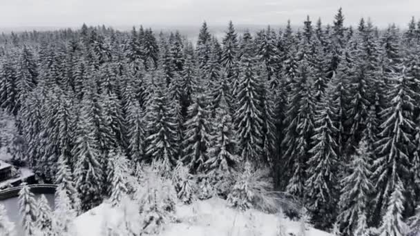 Krásný dron záběr z borovicového lesa a zamrzlé jako jen pod ním — Stock video