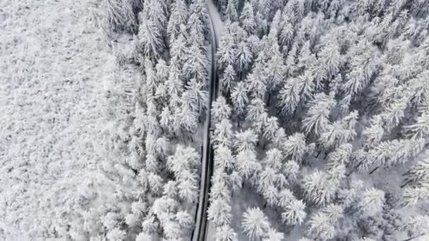 Hohe Kiefern am Straßenrand und ein Auto im Winter — Stockvideo