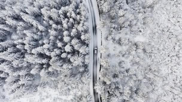 森林松树环绕雪道通过的路 — 图库视频影像