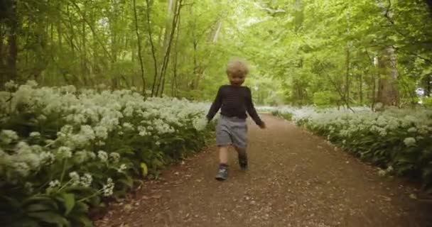 Menino bonito da criança que anda na floresta com flores na mão — Vídeo de Stock