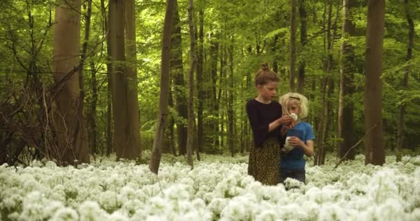 Schöne Aufnahme von Geschwistern, die Blumen im Wald mit hohen Bäumen pflücken — Stockvideo