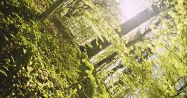 Yeşil Bitkilerle Dolu Güneşten Yanan Orman Çekimi