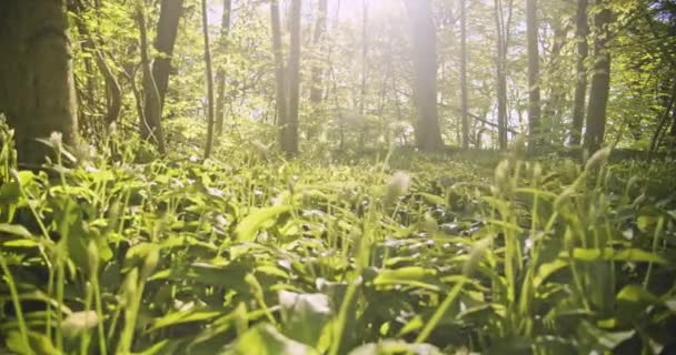 Jasné slunce svítí dolů na svěží zelené lesní stromy a rostliny — Stock video