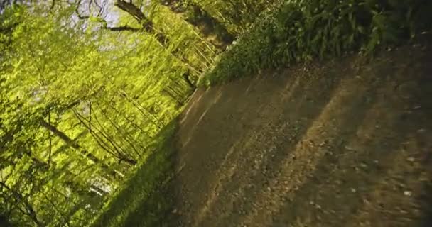 Prise de vue à la carabine dans le sentier forestier avec des plantes le long du sentier — Video