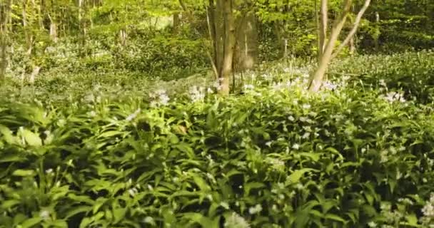 Sol radiante a través del cielo a lo largo del hermoso bosque con plantas de floración blanca — Vídeos de Stock