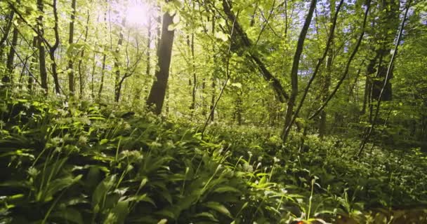 Hierba silvestre, troncos altos de árboles y sol brillante contra el sol en el bosque — Vídeo de stock