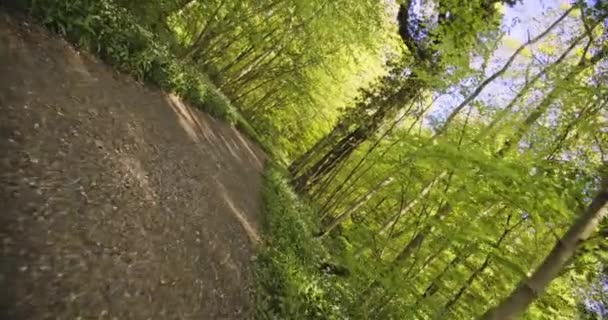 Gimbal Shot Le long du sentier forestier serein et luxuriant au milieu des bois — Video