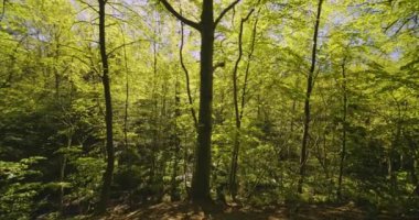 Bereketli Yeşil Orman Ağaçları Güneşli bir günde Vahşi Bitkilerle çevrili