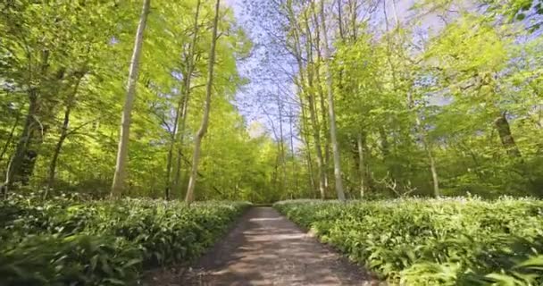 Chemin forestier avec ciel bleu en arrière-plan et ombres des arbres forestiers au sol — Video