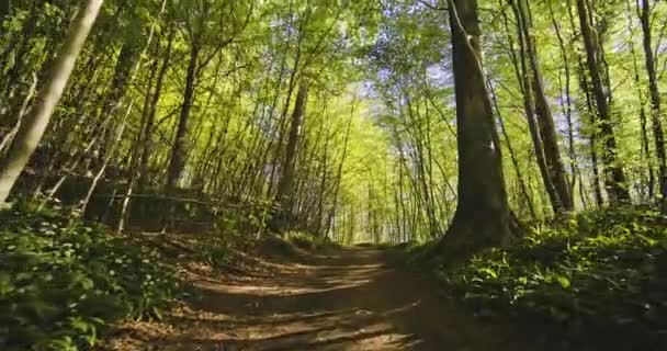 Tracking Shot along Forest Path Omringd door weelderig groen landschap — Stockvideo