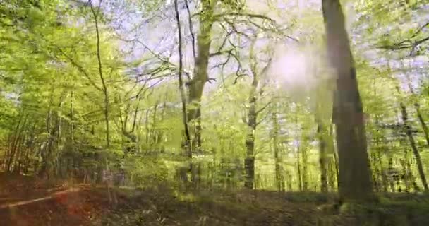 Groot en grote boom in het midden van het bos met zonnevlam in frame — Stockvideo