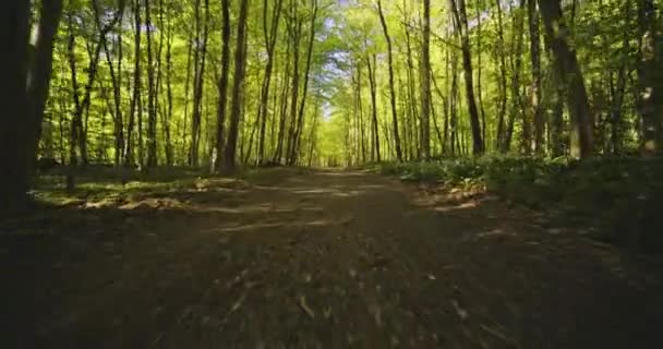 Low-Angled Dolly Shot van het pad omgeven door bossen en bomen — Stockvideo
