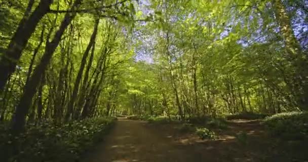 Stezka a sluneční svit vykukující bujnými zelenými stromy uprostřed lesa — Stock video