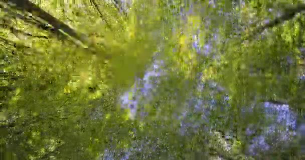 Gimbal Tilted-Upward Shot of Beautiful Tall Trees and Blue Sky in the Forest. — Vídeos de Stock