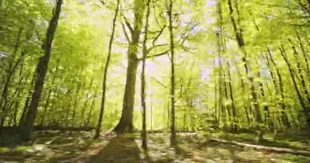 Panning Shot of Lush Forest Woods e brilho brilhante da luz solar contra o céu — Vídeo de Stock