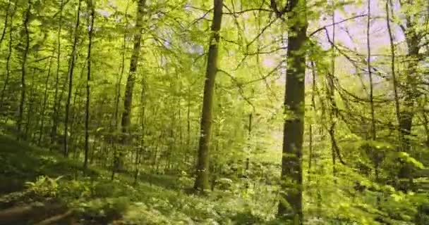 Avslappende syn på skogskogen og sollys som skinner i mellom trærne – stockvideo