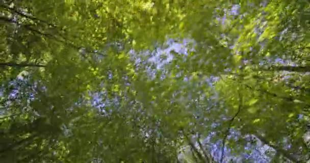 Árvores brilhantes em pé belamente alto contra o belo céu azul — Vídeo de Stock