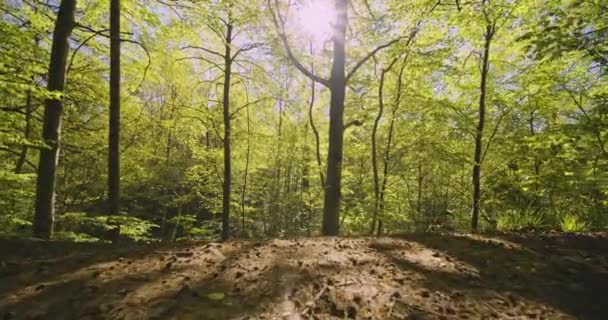 Forest Woods as Camera Tilts Upward Revealing Tall Trees and Bright Sun — Stock Video