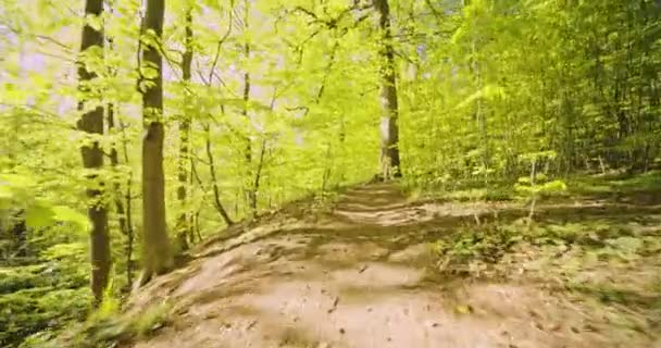 Яркий солнечный свет на лесах, создающих тень вдоль лесного пути — стоковое видео