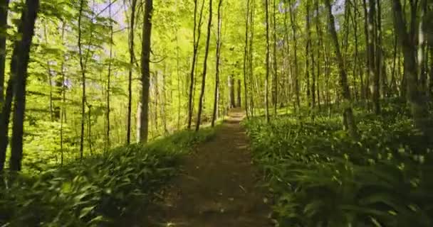 Узкий лесной путь, окруженный пышными зелеными лесами — стоковое видео