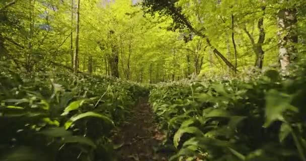 Krásné nebe vidět zezadu bujné zelené lesní stromy a úzká stezka — Stock video