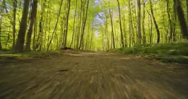 Bassa Angled Tracking colpo di sentiero forestale Accanto alberi e boschi forestali — Video Stock