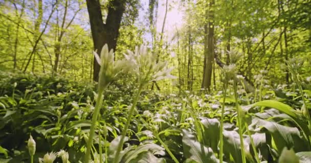 Flores Blancas Bailando con Viento con Árboles Forestales y Sol Brillante en Fondo — Vídeo de stock