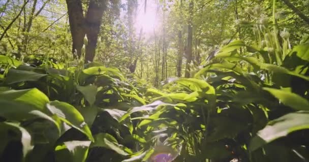 Světlý zelený les s krásným listím a jasným sluncem na pozadí — Stock video