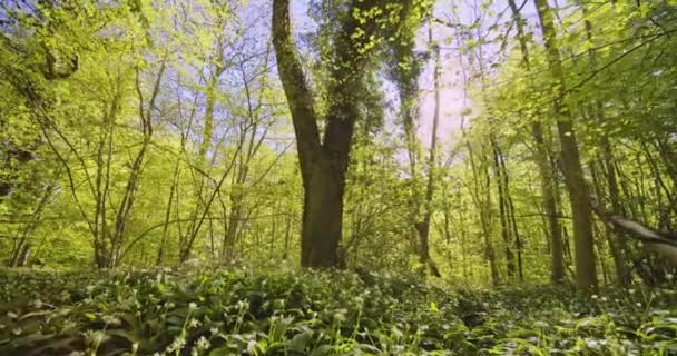 Paisajes tranquilos y relajantes con el resplandor del sol mirando desde detrás del bosque alto — Vídeos de Stock