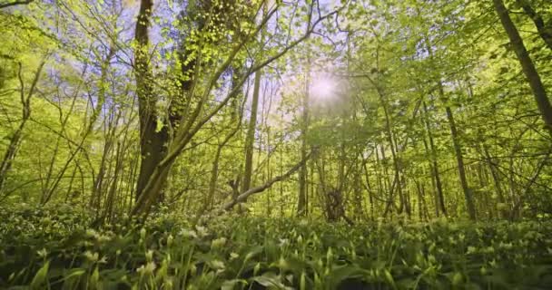 Yeşilli Yeşil Orman Ağaçlarının Görkemli Çekimi ve Parlak Gökyüzü Arkaplanda — Stok video