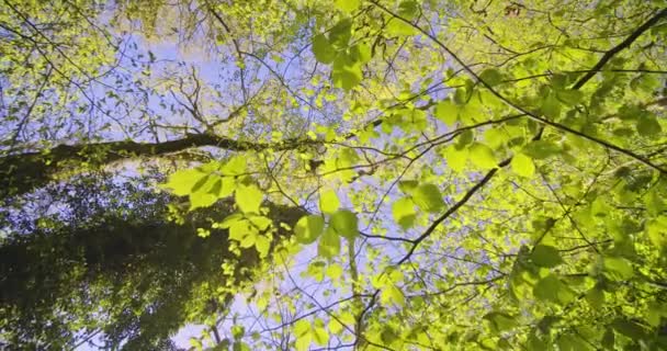 Disparo inclinado de árboles de bosque con sus hojas bailando con el viento — Vídeos de Stock