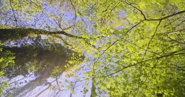 Красивые зеленые листья с деревьев в лесу против неба — стоковое видео