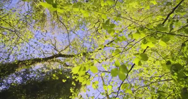 바람부는 날에 숲 속의 푸른 하늘을 배경으로 녹아 있는 나뭇잎 의총 성 — 비디오