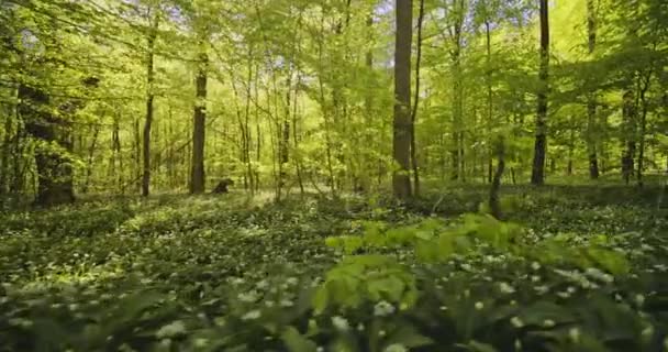 Plantas e árvores selvagens na floresta e vislumbre do céu no fundo — Vídeo de Stock