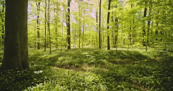 Dolly Shot of Forest Woods en un día soleado — Vídeo de stock
