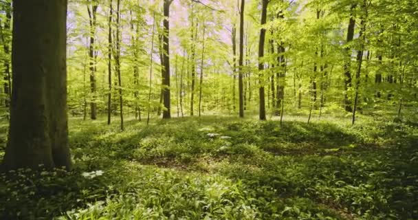 Dolly Shot of Forest Woods par une journée ensoleillée